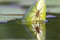 Six-spotted Fishing Spider (Dolomedes triton) on closed pond lily with reflection, Nova Scotia, Canada
