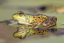 Mink Frog (Rana septentrionalis) with reflection Nova Scoti a, Canada