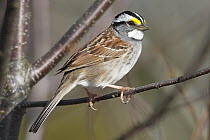 White-throated Sparrow (Zonotrichia albicollis) male in breeding plumage, Nova Scotia, Canada