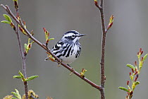 Black-and-white Warbler (Mniotilta varia) male in breeding plumage, Nova Scotia, Canada