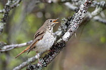 Hermit Thrush (Catharus guttatus) singing, Nova Scotia, Canada