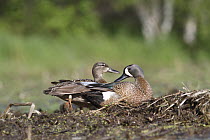 Blue-winged Teal (Anas discors) male and female at nest, Nova Scotia, Canada