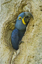 Hyacinth Macaw (Anodorhynchus hyacinthinus) in nesting hole, Pantanal, Brazil