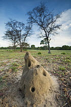 Termite mound, Pantanal, Brazil