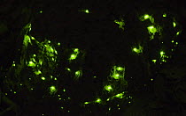 Glowing Pyrophorus larvae on termite mound, Pantanal, Brazil