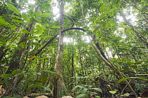 Tropical lowland rainforest interior, Cristalino Reserve, Brazil