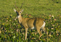 Pampas Deer (Ozotoceros bezoarticus) buck, Pantanal, Brazil