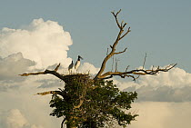 Jabiru Stork (Jabiru mycteria) on nest with gathering storm clouds, Pantanal, Brazil
