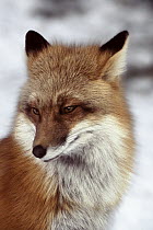 Red Fox (Vulpes vulpes), Superior National Forest, Minnesota
