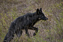 Timber Wolf (Canis lupis) pup in tall grass, Superior National Forest, Minnesota
