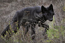 Timber Wolf (Canis lupis) pup in tall grass, Superior National Forest, Minnesota