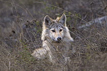 Timber Wolf (Canis lupis) pup, Superior National Forest, Minnesota