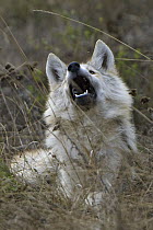 Timber Wolf (Canis lupis) pup catching bugs, Superior National Forest, Minnesota