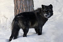Timber Wolf (Canis lupis) in snow, Superior National Forest, Minnesota