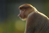 Proboscis Monkey (Nasalis larvatus) female, Sabah, Borneo, Malaysia