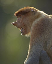 Proboscis Monkey (Nasalis larvatus) female calling, Sabah, Borneo, Malaysia