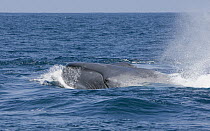 Blue Whale (Balaenoptera musculus) surfacing near Coronado Islands, Baja California, Mexico