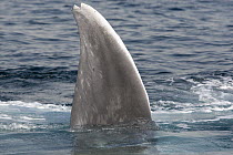 Blue Whale (Balaenoptera musculus) pectoral fin during surface feeding, San Diego, California