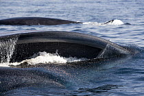 Fin Whale (Balaenoptera physalus) pair gulp feeding on krill, San Diego, California