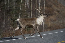 Caribou (Rangifer tarandus) crossing road, Alaska