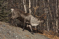 Caribou (Rangifer tarandus) bull running down hill, Alaska