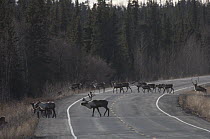 Caribou (Rangifer tarandus) herd crossing road, Alaska