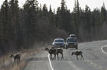 Caribou (Rangifer tarandus) group crossing road, Alaska