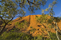 Gum Tree (Eucalyptus sp) and Ayers Rock, Uluru-kata Tjuta National Park, Northern Territory, Australia