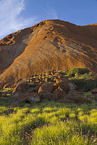 Ayers Rock with lush green vegetation after heavy rains, Uluru-kata Tjuta National Park, Northern Territory, Australia