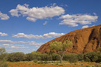 Ayers Rock and white cumulus clouds, Uluru-kata Tjuta National Park, Northern Territory, Australia