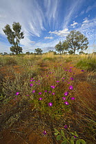 Desert flowers and cirrus clouds, Uluru-kata Tjuta National Park, Northern Territory, Australia