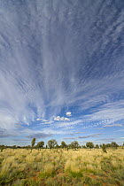Cirrus clouds above desert, Uluru-kata Tjuta National Park, Northern Territory, Australia