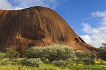 Ayers Rock with vegetation after heavy rains, Uluru-kata Tjuta National Park, Northern Territory, Australia