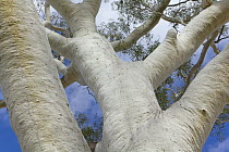 Ghost Gum (Eucalyptus papuana) trunk, Macdonnell Range, Northern Territory, Australia