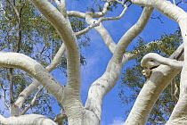Ghost Gum (Eucalyptus papuana) branches, Macdonnell Range, Northern Territory, Australia