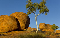 Granite boulders and trees, Devils Marbles Conservation Reserve, Northern Territory, Australia