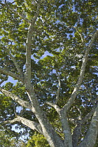 Gray Mangrove (Avicennia marina) tree, Brisbane, Queensland, Australia