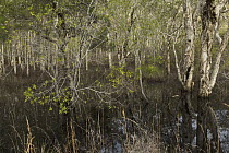 Paperbark (Melaleuca quinquenervia) growing in shallow pond, Washpool National Park, New South Wales, Australia