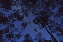 Gum Tree (Eucalyptus sp) forest and Milky Way, New South Wales, Australia