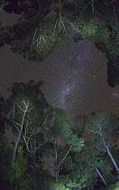 Gum Tree (Eucalyptus sp) forest and Milky Way, New South Wales, Australia