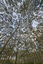 Gum Tree (Eucalyptus sp) forest, New South Wales, Australia