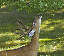 White-tailed Deer (Odocoileus virginianus)buck nibbling on leaves in rural backyard, New York