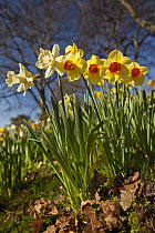 Daffodil (Narcissus sp) flowers blooming in spring, Christchurch, Canterbury, New Zealand