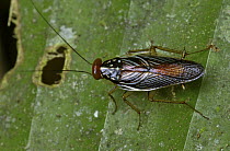 Cockroach (Euphyllodromia angustata), Costa Rica