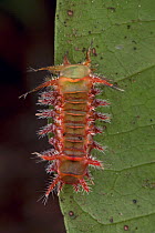 Cup Moth (Limacodidae) aposematically colored caterpillar with spines that can deliver an extremely painful sting, Atewa Range Forest Reserve, Ghana