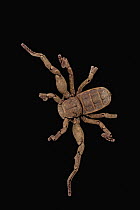 Atewa Hooded Spider (Ricinoides atewa), Atewa Range Forest Reserve, Ghana