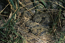 Horned Lark (Eremophila alpestris) chicks in nest, Mongolia