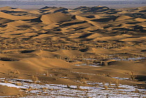 Sand dunes in winter, south Gobi Desert, Mongolia