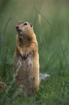 Long-tailed Ground Squirrel (Spermophilus undulatus) on lookout, Mongolia