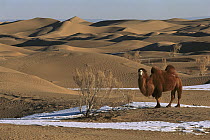 Bactrian Camel (Camelus bactrianus) in winter, Gobi Desert, Mongolia
